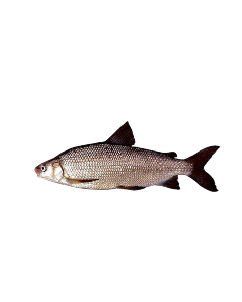 Whole Wild Whitefish