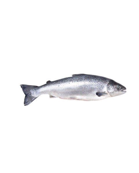 Whole Atlantic Salmon $15.99LB