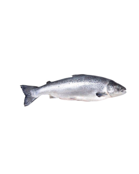 Whole Organic Scottish Salmon $19.99/lb