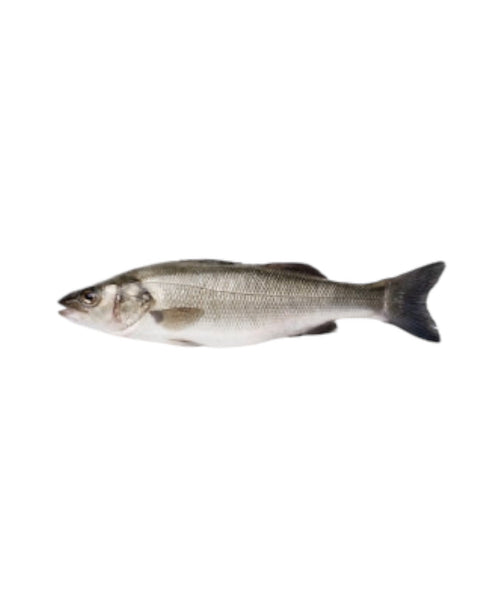 Frozen Whole European Sea Bass/Branzino