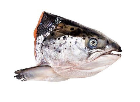 Frozen Salmon Heads
