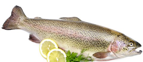 Fresh Ontario Whole Rainbow Trout $14.25/lb.